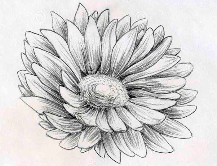 Эскизы для начинающих, зарисовки цветов инжира На картинке изображено - Скетчи для начинающих, зарисовки цветов инжира