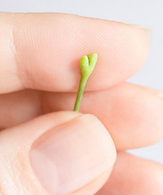 Шебби шик своими руками: мастер класс как делать скрапбукинг