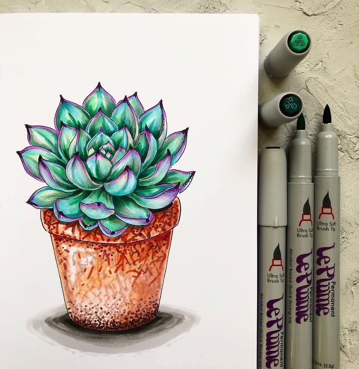 Растение в горшке