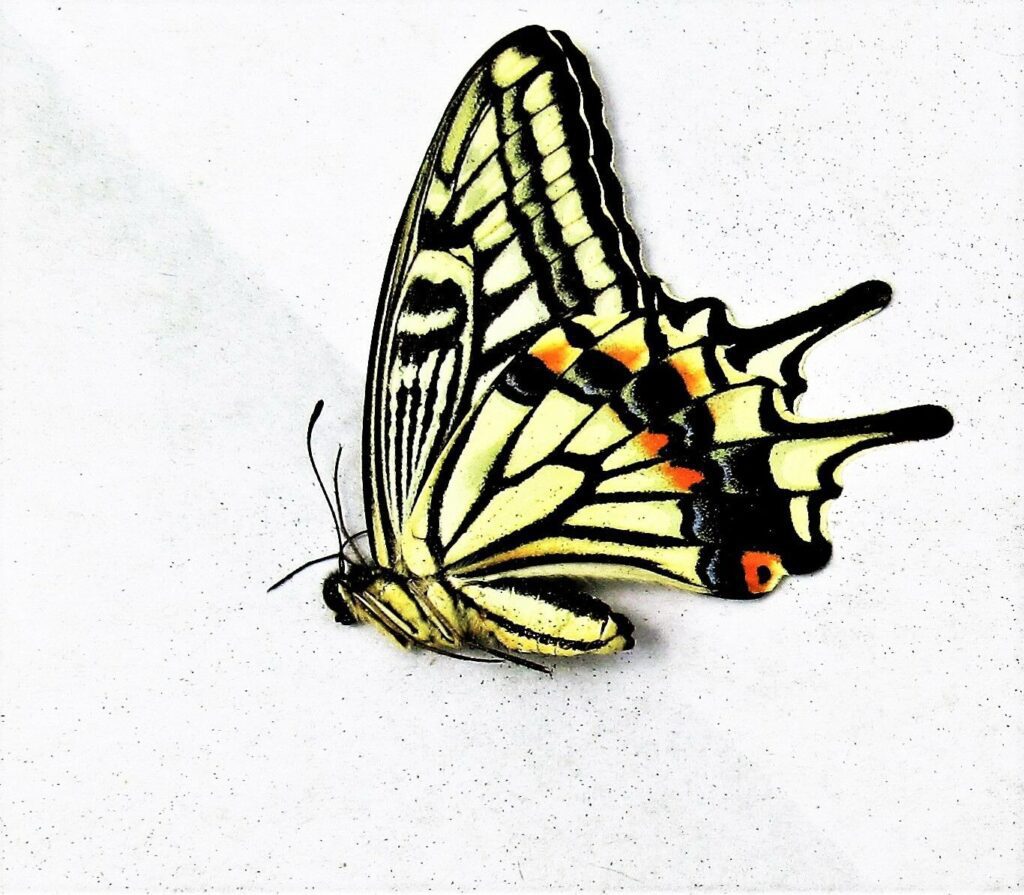 Прекрасная бабочка